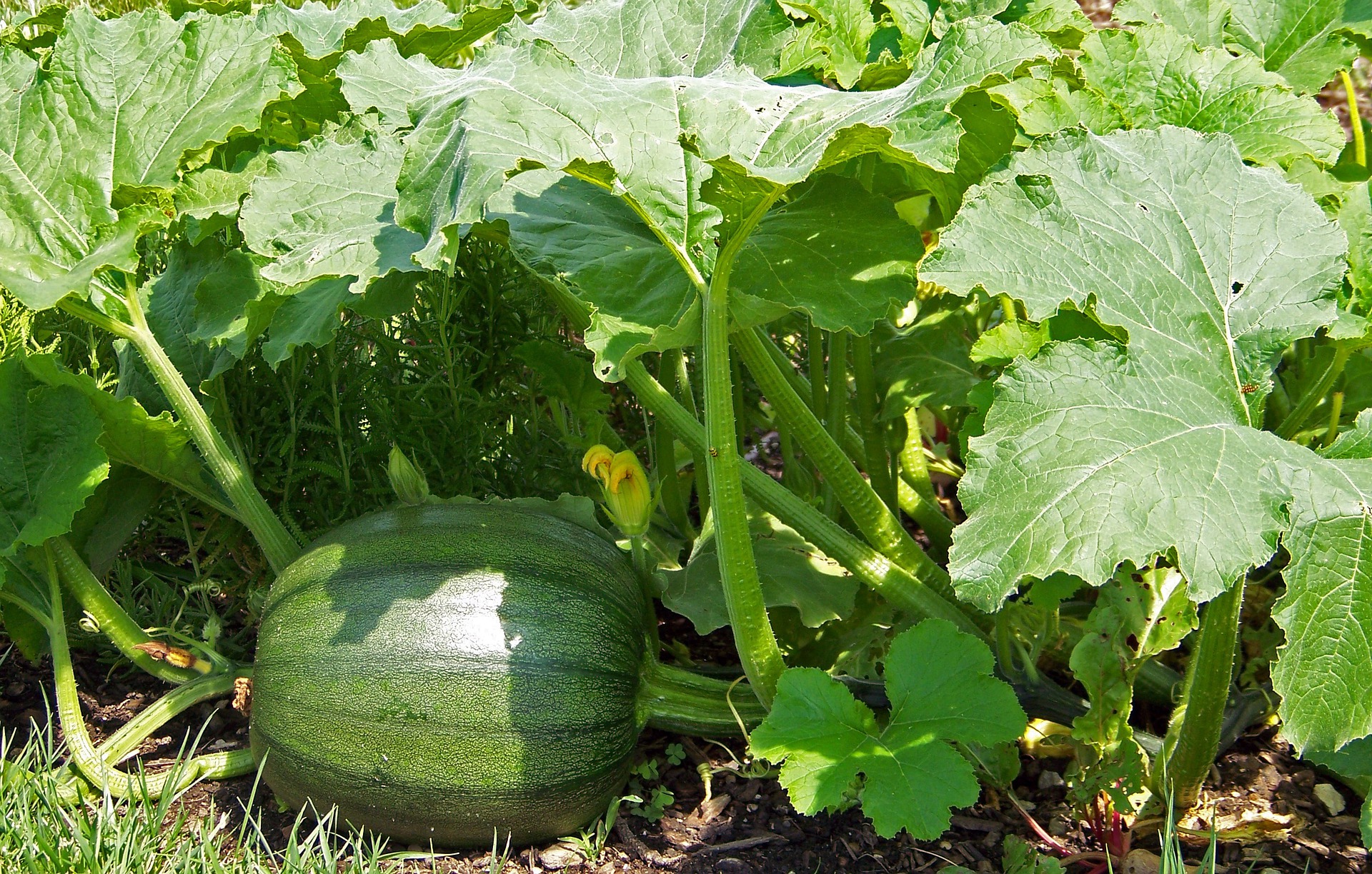 saving-pumpkin-seeds-how-to-store-pumpkin-seed-for-planting-almanac